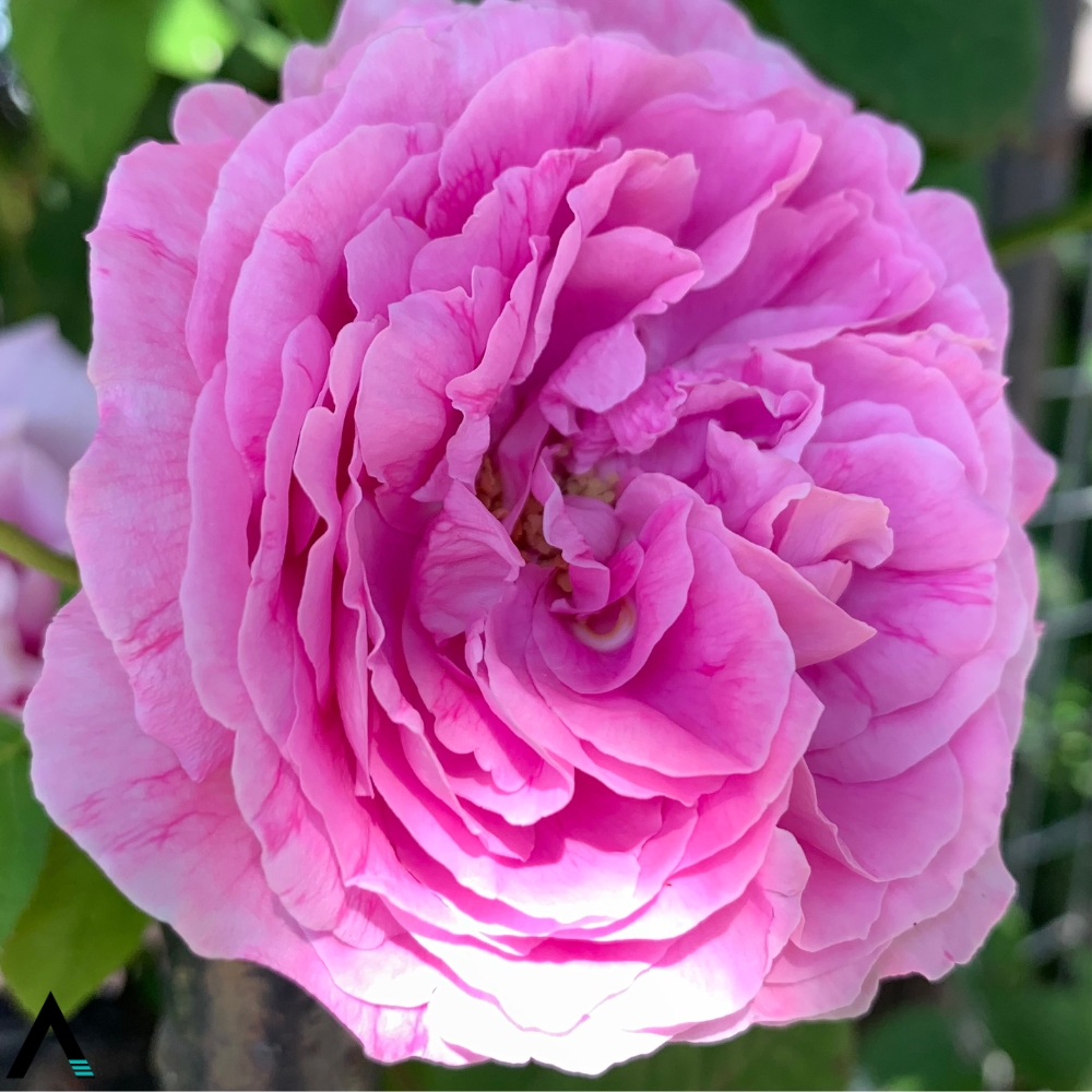 rosa damascena
